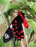 Freshly emerged specimen