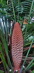 Male cone with open microsporangia and pollen
