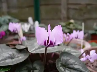 C.&nbsp;coum subsp. elegans, syn. C.&nbsp;elegans