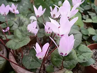 C.&nbsp;libanoticum