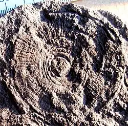 Tateana inflata (= 'Cyclomedusa' radiata) is attachment disk of unknown organism