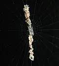 Detritus stabilimentum of Cyclosa oculata