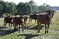 Cattle