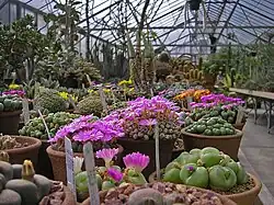 Lithops