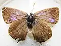 Purple hairstreak found in main pond