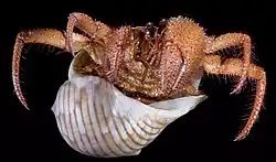 D. megistos at Aliguay Island Philippines