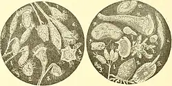 Tokophrya is a genus of suctorians.