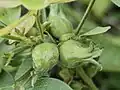 Galls of Dasineura meibomiae