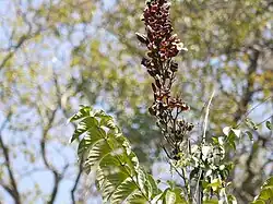 Flower panicle