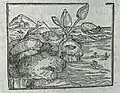 The Barnacle Geese, 1556, by de L'Obel p.&nbsp;655 From, University of Aberdeen, Special Collections