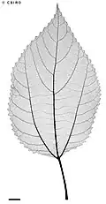 X-ray of lead
