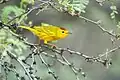 Canario de mangle (Dendroica petechia)