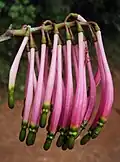 Elongate buds of red variety.