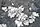 Dermatocarpon miniatum, common stippleback lichen, within the county