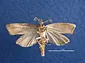 Male, ventral view