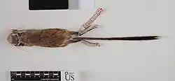 Brown long-tailed rat