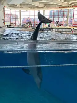 Atlantic bottlenose dolphin