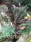 Doodia australis seen on Lord Howe Island