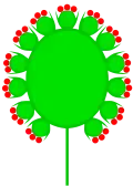 Compound capitulum