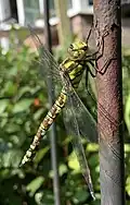 Mature female