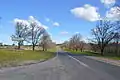 Elms planted in 1930 in the Drummond Avenue of Honour, Drummond, Victoria (2013)[24]