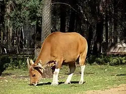 Banteng