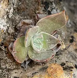 D. arizonica