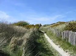 Dune