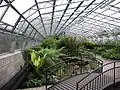 Ferns in the Winter Gardens