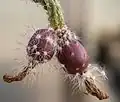 Fruits