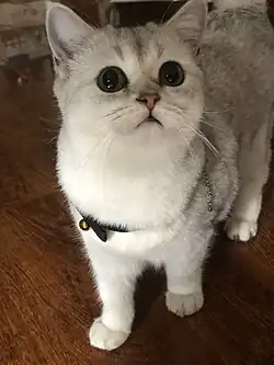 Eight-month-old British shorthair in silver coat