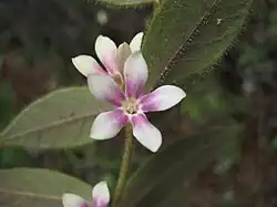 Elytropus chilensis