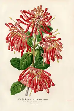 19th century illustration