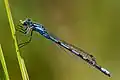Enallagma cyathigerum