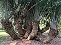 Multiple trunks