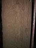 30 metre tall Corkwood growing by the Hacking River, Australia