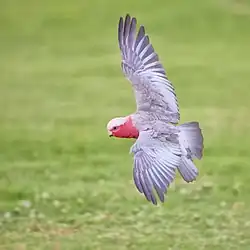 male in flight