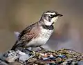 In British Columbia, Canada
