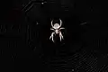 In web at night