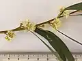 Inflorescence