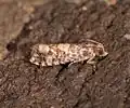 Adult