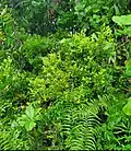 Fruiting bush