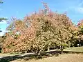 Euonymus hamiltonianus trees