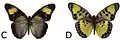 E. c. aurata male dorsal (c); ventral (d)