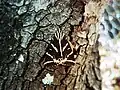 E. q. rhodosensis, Rhodes, Greece