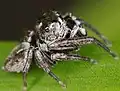 Male