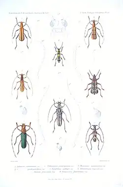 Mephritus amictus