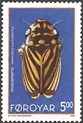 FR 266: Anoscopus flavostriatus