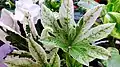 Variegated leaves of F. japonica 'Spider's Web'