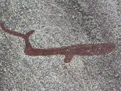 Whale